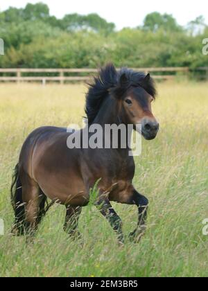 Une race rare Exmoor poney traverse un enclos de longues herbes d'été. Banque D'Images