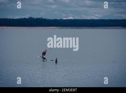 Cormorans sur le lac Paliastomi - Parc national de Kolkheti, Géorgie. Banque D'Images