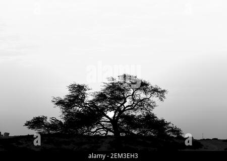 Monochrome, noir et blanc, image de l'arbre de vie (Prosopis cineraria) au coucher du soleil, Royaume de Bahreïn Banque D'Images