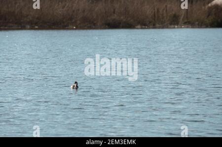 WESTERN Grebe nageant dans le lac doré Poti. Banque D'Images