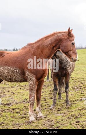 Chevaux de race brune domestique (Equus ferus caballus), debout et paître sur un pâturage dans la campagne, fourrure boueuse, Allemagne, Europe occidentale Banque D'Images