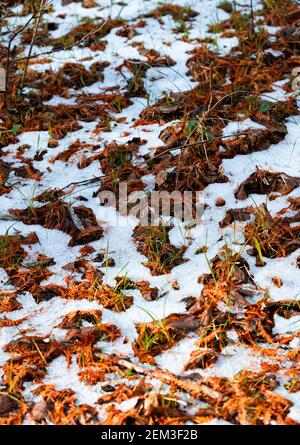 Quelques petits morceaux de neige fondante dans l'herbe brune et verte Banque D'Images