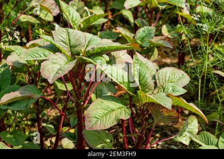 Les espèces d'Amaranth sont cultivées et consommées sous forme de légumes-feuilles dans de nombreuses régions du monde. Tige les feuilles, les racines et les tiges d'Amaranth sont un grand légume Banque D'Images