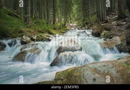 La rivière Prut ressort de Hoverla Peak, parc national, Ukraine. Cours d'eau rapide descendant des montagnes, à travers la forêt de conifères sur la colline Banque D'Images