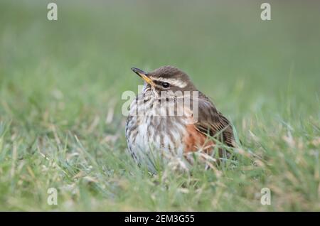 Redwing dans les jardins ovales, Harrogate Banque D'Images