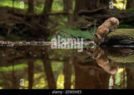 Lynx cub buvant dans un ruisseau forestier avec réflexion dans le eau Banque D'Images