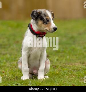 Chiot border collie Banque D'Images