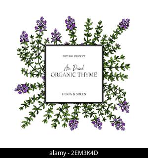 Cadre en thym dessiné à la main. Illustration vectorielle isolée sur blanc. Plante à base de plantes botaniques dans un style d'esquisse de couleur vintage. Thymus vulgaris. Illustration de Vecteur