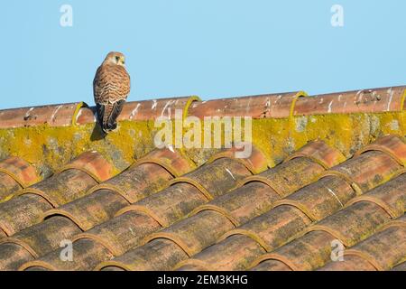 Petit kestrel (Falco naumanni), femelle adulte perchée sur un toit, Espagne Banque D'Images