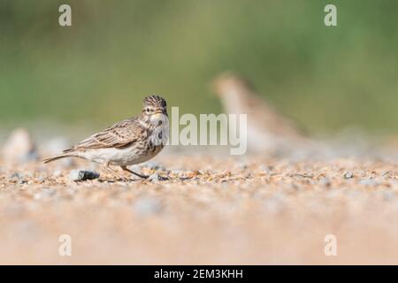 Larche à embout court moindre (Calandrella rufescens apetzii, Calandrella apetzii, Alaudala rufescens apetzii, Alaudala apetzii), adulte debout sur le Banque D'Images