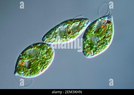 Flagellé eugloïde (Euglena gracilis), image de microscope à contraste d'interférence différentiel, grossissement : x250 par rapport à 35 mm, Allemagne Banque D'Images