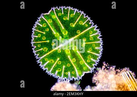 Micrasterias (Micrasterias rotata), algue verte unicellulaire, image microscopique à champ sombre, grossissement x100 par rapport à 35 mm Banque D'Images