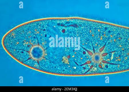 Slipper animalcules (Paramecium caudatum), image IRM à contraste de phase, grossissement x120 par rapport à 35mm, Allemagne Banque D'Images