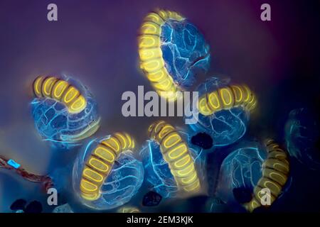 fern sporanges, image fluorescente, excitation UV, image microscopique, grossissement x48 par rapport à 35 mm, Allemagne Banque D'Images