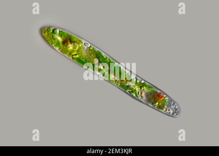 Flagellé eugloïde (Euglena gracilis), image de microscope à contraste d'interférence différentiel, grossissement : x220 par rapport à 35 mm, Allemagne Banque D'Images