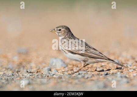 Larche à embout court moindre (Calandrella rufescens apetzii, Calandrella apetzii, Alaudala rufescens apetzii, Alaudala apetzii), adulte debout sur le Banque D'Images