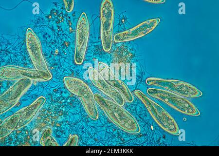 Slipper animalcules (Paramecium caudatum), image IRM à contraste de phase, grossissement x60 par rapport au 35mm, Allemagne Banque D'Images