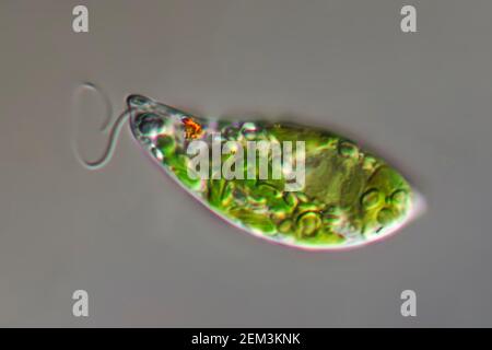 Flagellé eugloïde (Euglena gracilis), image de microscope à contraste d'interférence différentiel, grossissement : x250 par rapport à 35 mm, Allemagne Banque D'Images