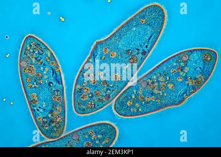 Slipper animalcules (Paramecium caudatum), image IRM à contraste de phase, grossissement x80 par rapport au 35mm, Allemagne Banque D'Images