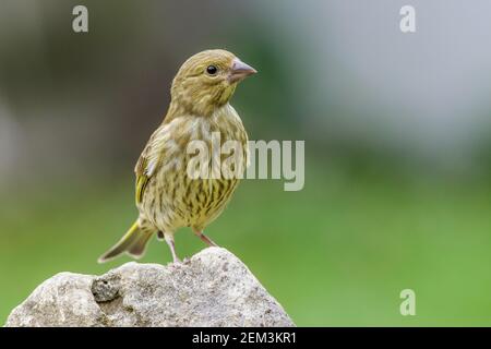 western verdfinch (Carduelis chloris, Chloris chloris), juvénile sur un arbre, Allemagne, Bade-Wurtemberg Banque D'Images