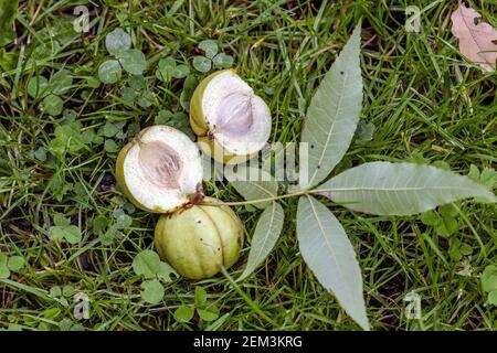 Hickory d'écorce de scories, hickory d'écorce de scories (Carya ovata), fruits une feuille sur le sol Banque D'Images