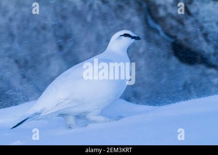 Lagopède de roche, poulet à neige (Lagopus muta helvetica, Lagopus helvetica, Lagopus mutus), mâle adulte en plumage hivernal marchant dans la neige, Allemagne Banque D'Images