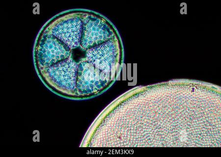 Diatomée (Diatomeae), diatomée de Dunkerque dans le Maryland, image microscopique de champ sombre, grossissement x140 lié à 35mm, USA, Maryland Banque D'Images