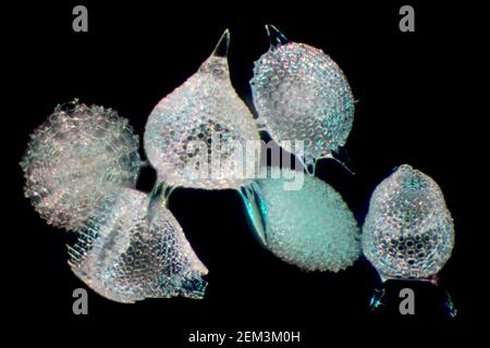 Radiolaires (Radiolaria), radiolaires fossiles de la Barbade, image microscopique de champ sombre, grossissement x60 par rapport à 35 mm, Barbade Banque D'Images