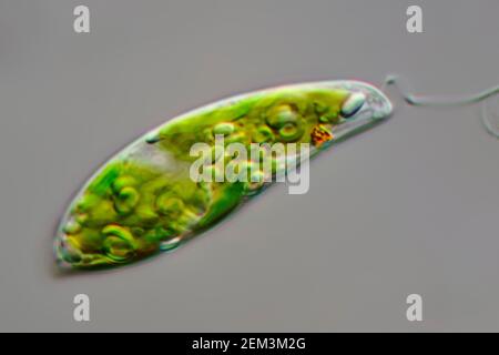 Flagellé eugloïde (Euglena gracilis), image de microscope à contraste d'interférence différentiel, grossissement : x250 par rapport à 35 mm, Allemagne Banque D'Images