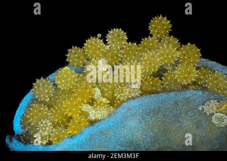 hibiscus (Hibiscus spec.), pollen de l'hibiscus dans l'anthère, fluorescence, irradiation aux rayons UV, image au microscope, grossissement x34 lié à Banque D'Images