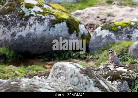 Perdrix à pattes rouges (Alectoris rufa hispanica, Alectoris hispanica), dans son habitat, Espagne Banque D'Images