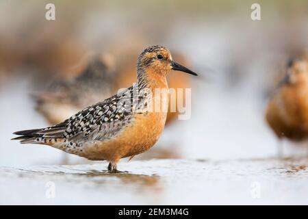 Nœud rouge (Calidris canutus), adulte en eau peu profonde, Allemagne Banque D'Images