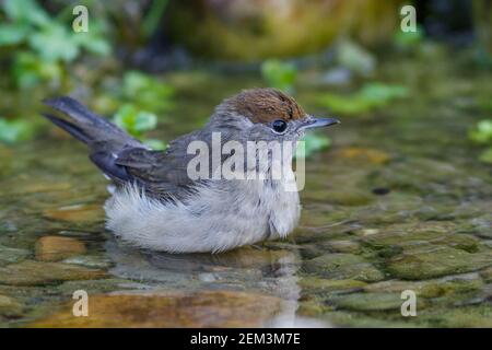 Black cap (Sylvia atricapilla), baignade féminine, Allemagne, Bade-Wurtemberg Banque D'Images