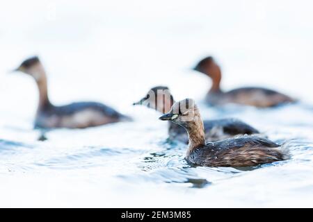 Petit grebe (Podiceps ruficollis, Tachybactus ruficollis), hivernant le petit Grebe sur un lac, Allemagne Banque D'Images