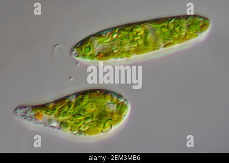 Flagellé eugloïde (Euglena gracilis), image de microscope à contraste d'interférence différentiel, grossissement : x250 par rapport à 35 mm, Allemagne Banque D'Images