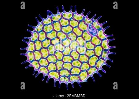 Algue verte (Pediastrum spec.), algue verte de construction de colonies, image microscopique de champ sombre, grossissement x120 lié à 35 mm Banque D'Images