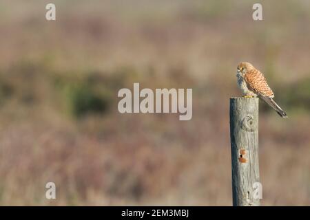 Petit kestrel (Falco naumanni), femelle adulte perchée sur un poteau, Espagne Banque D'Images