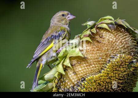 western verdfinch (Carduelis chloris, Chloris chloris), homme au tournesol, Allemagne, Bade-Wurtemberg Banque D'Images