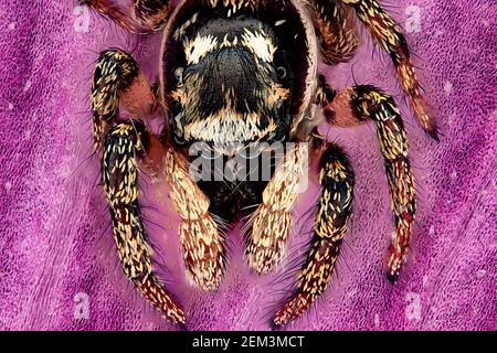 zebra jumper (Salticus scenicus), portrait d'un cavalier zébré, macro image, grossissement x20 lié à 35 mm, Allemagne Banque D'Images