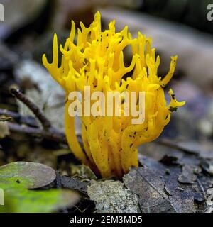 Staghorn jaune, stagshorn jaune (Calocera viscosa, Tylophilus fellus), fructification, vue latérale, Allemagne, Bade-Wurtemberg Banque D'Images