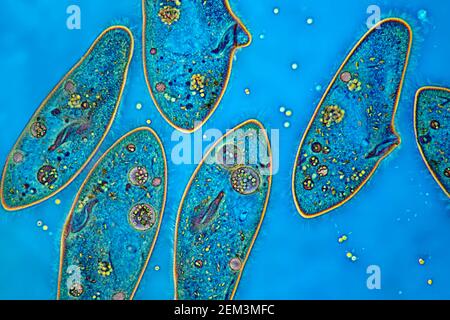 Slipper animalcules (Paramecium caudatum), image IRM à contraste de phase, grossissement x100 par rapport au 35 mm, Allemagne Banque D'Images