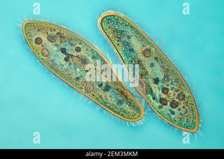 Slipper animalcules (Paramecium caudatum), image IRM à contraste de phase, grossissement x80 par rapport au 35mm, Allemagne Banque D'Images