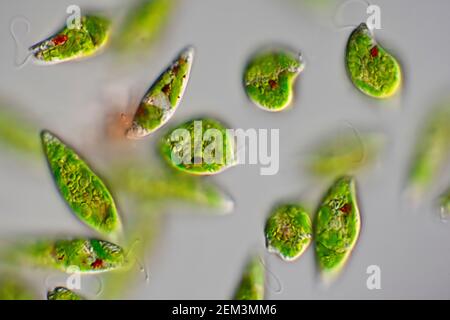 Flagellé eugloïde (Euglena gracilis), image de microscope à contraste d'interférence différentiel, grossissement : x120 par rapport à 35 mm, Allemagne Banque D'Images