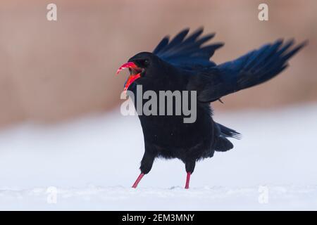 Canary Island Red-bec Chough (Pyrrhocorax pyrrhocorax barbarus), adulte dans la neige, Maroc Banque D'Images