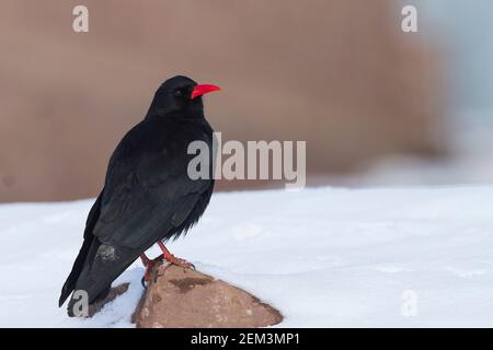 Canary Island Red-bec Chough (Pyrrhocorax pyrrhocorax barbarus), adulte dans la neige, Maroc Banque D'Images