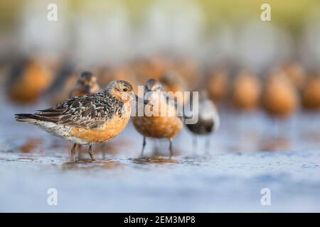 Nœud rouge (Calidris canutus), adultes en eau peu profonde, Allemagne Banque D'Images