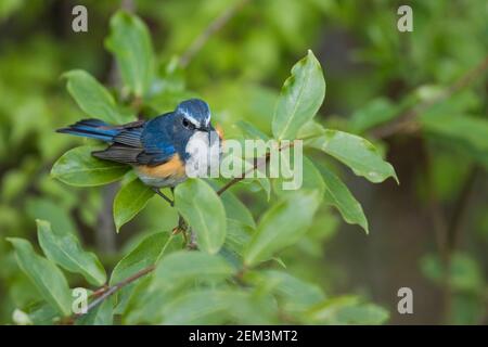 Caille à flanc rouge, Robin des bois à flanc orange (Tarsiger cyanurus, Luscinia cyanura), mâle perçant dans un arbuste, Russie, Baikal Banque D'Images