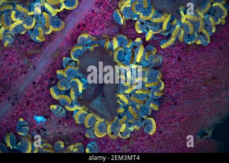 fern sporanges, image fluorescente, excitation UV, image microscopique, grossissement x16 lié à 35 mm, Allemagne Banque D'Images