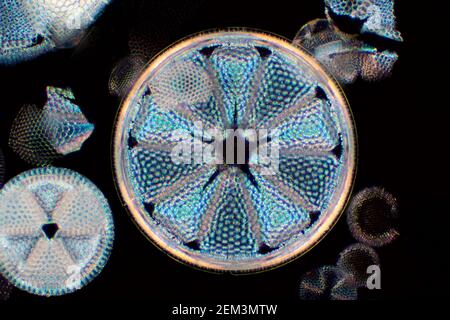 Diatomée (Diatomeae), diatomée de Dunkerque dans le Maryland, image microscopique de champ sombre, grossissement x140 lié à 35mm, USA, Maryland Banque D'Images