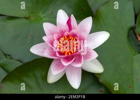 Nénuphar plante florale d'été avec fleur rose d'été de juin à septembre et communément connue sous le nom de nymphée, image de stock photo Banque D'Images